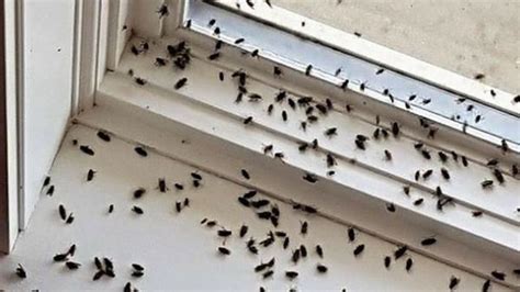 Tiny black bugs in window sill. Things To Know About Tiny black bugs in window sill. 